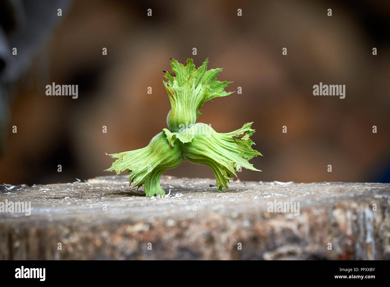 Common hazel (Corylus avellana) Stock Photo