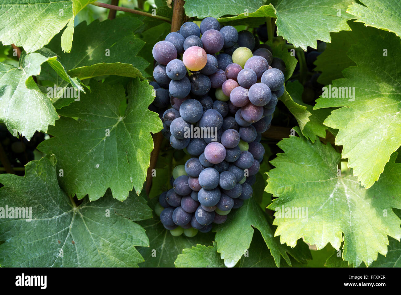 Blue grapes on vine, Dossenheim, Baden-Württemberg, Germany Stock Photo