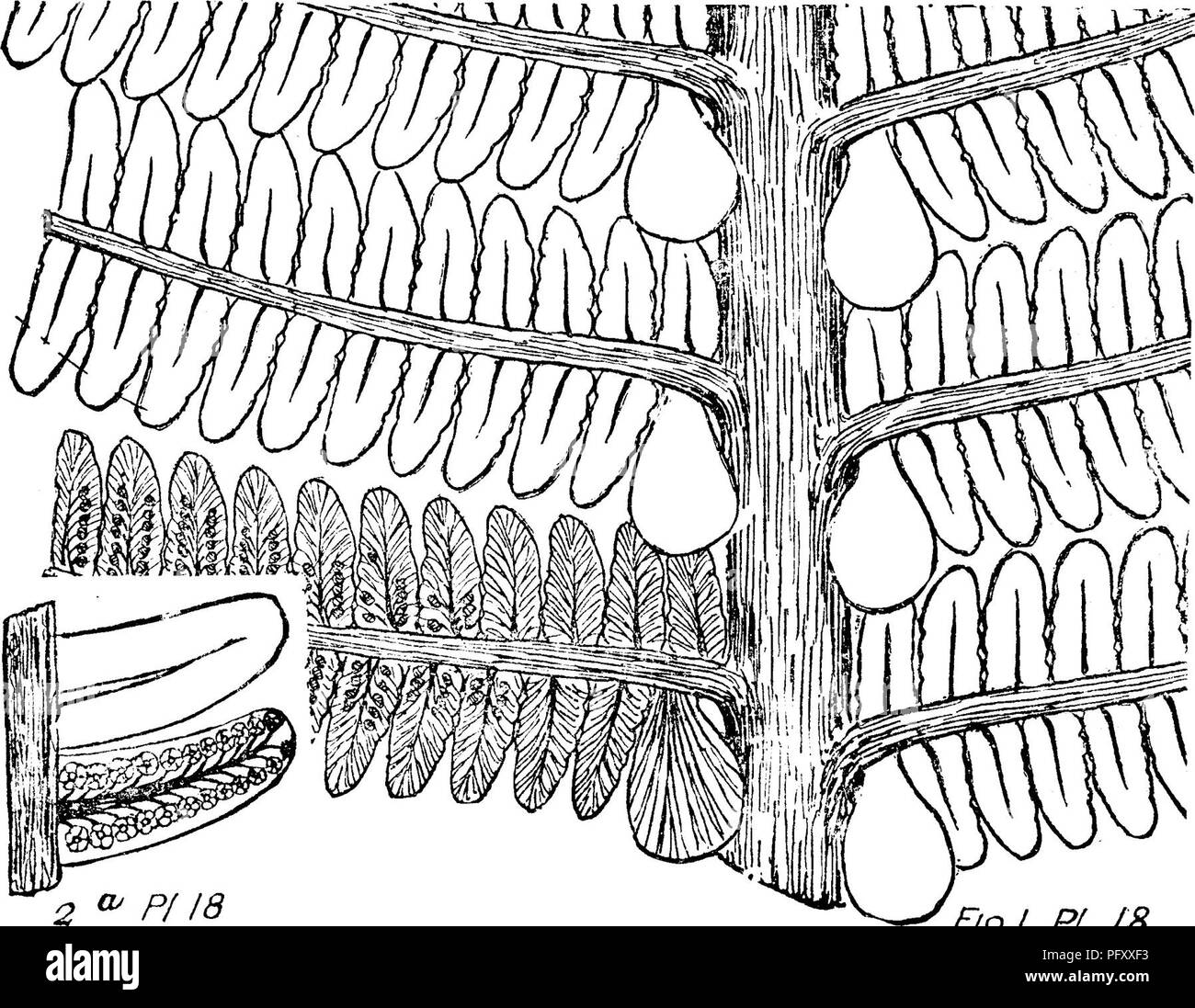 This dictionary compiles fossil records from Pennsylvania and surrounding areas, providing detailed descriptions and illustrations of significant specimens. The work includes information on fossil identification, classification, and the geological history of the region, making it an important reference for paleontologists and geologists. Stock Photo
