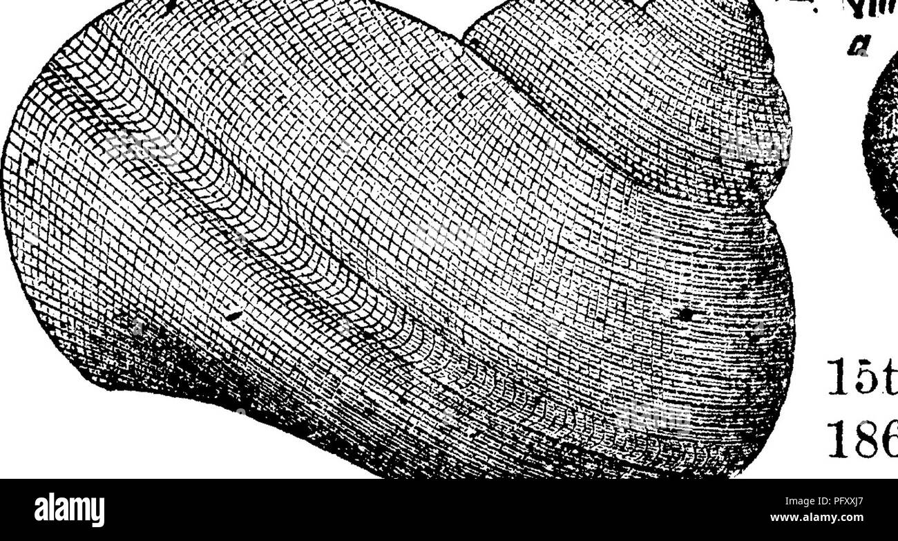 Fossil Depth This dictionary by J. P. Lesley catalogues the fossils of Pennsylvania ...
