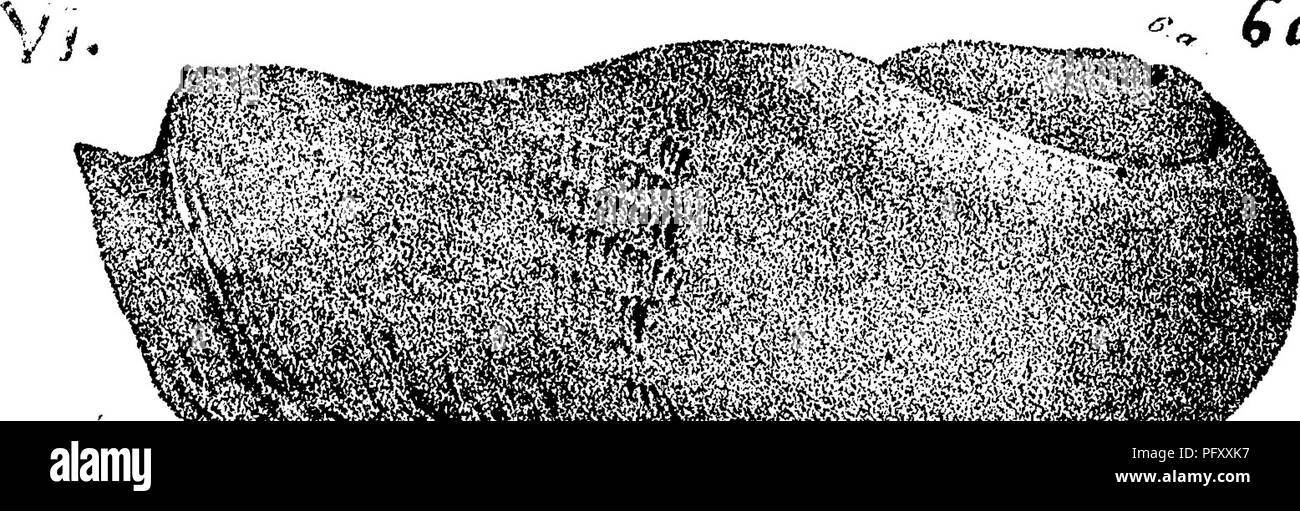 Wenlock fossils Black and White Stock Photos & Images Alamy