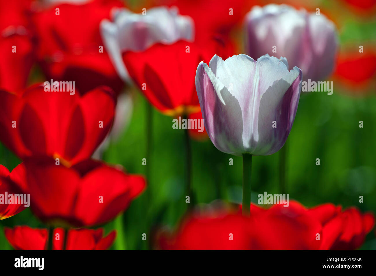 White Tulip between red blossoms (Tulipa sp.), back light, Baden-Württemberg, Germany Stock Photo