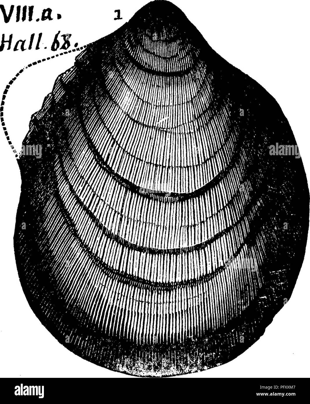 . A dictionary of the fossils of Pennsylvania and neighboring states named in the reports and catalogues of the survey ... Paleontology. v»r.tt Hall 6^'... or Western District, of New York, 1843, page 172, fig. 68. 1, a perfect speci- men; showing equal valves; hind wing; radiat- ing fine striae; prominent growth lines; large promi- nent beak. Perfect casts were also found at the place (Clarence Hollow, N. Y.). It clo5!ely resembles a Pterinea (Megambonia) of the Oriskany sandstone.— Corniferous (Upper Hel- derherg) limestone forma- tion.— VIII a. Megambonia jamesi, Meek. See Appendix, Megambo Stock Photo