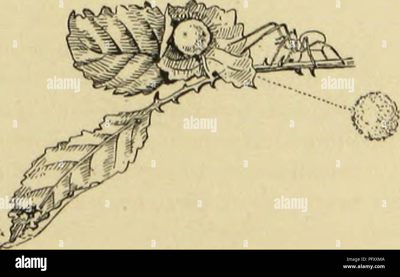 Image showcasing This text focuses on the natural history of orb-weaving spiders in the ...