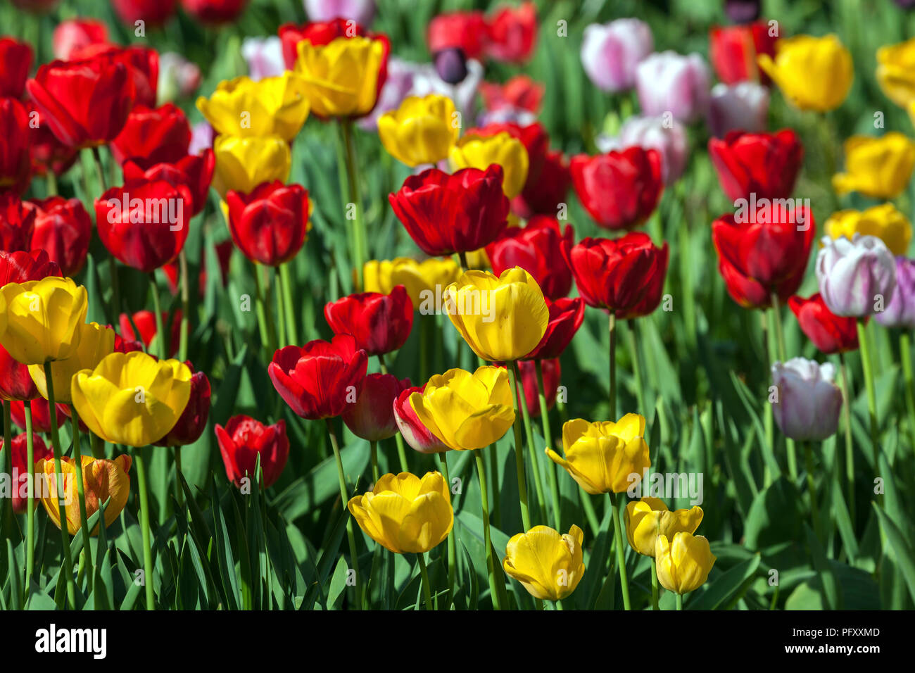 Yellow and red Tulips (Tulipa sp.), Baden-Württemberg, Germany Stock Photo