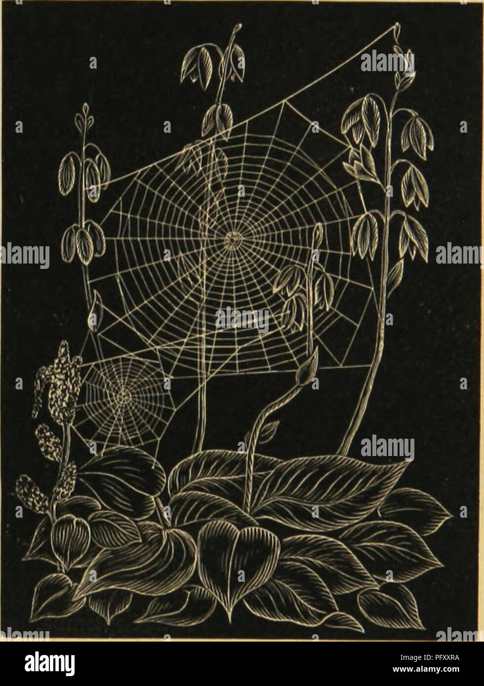 American Spiders And Their Spinning Work A Natural History Of The Orbweaving American Spiders And Their Spinning Work A Natural History Of The Orbweaving
