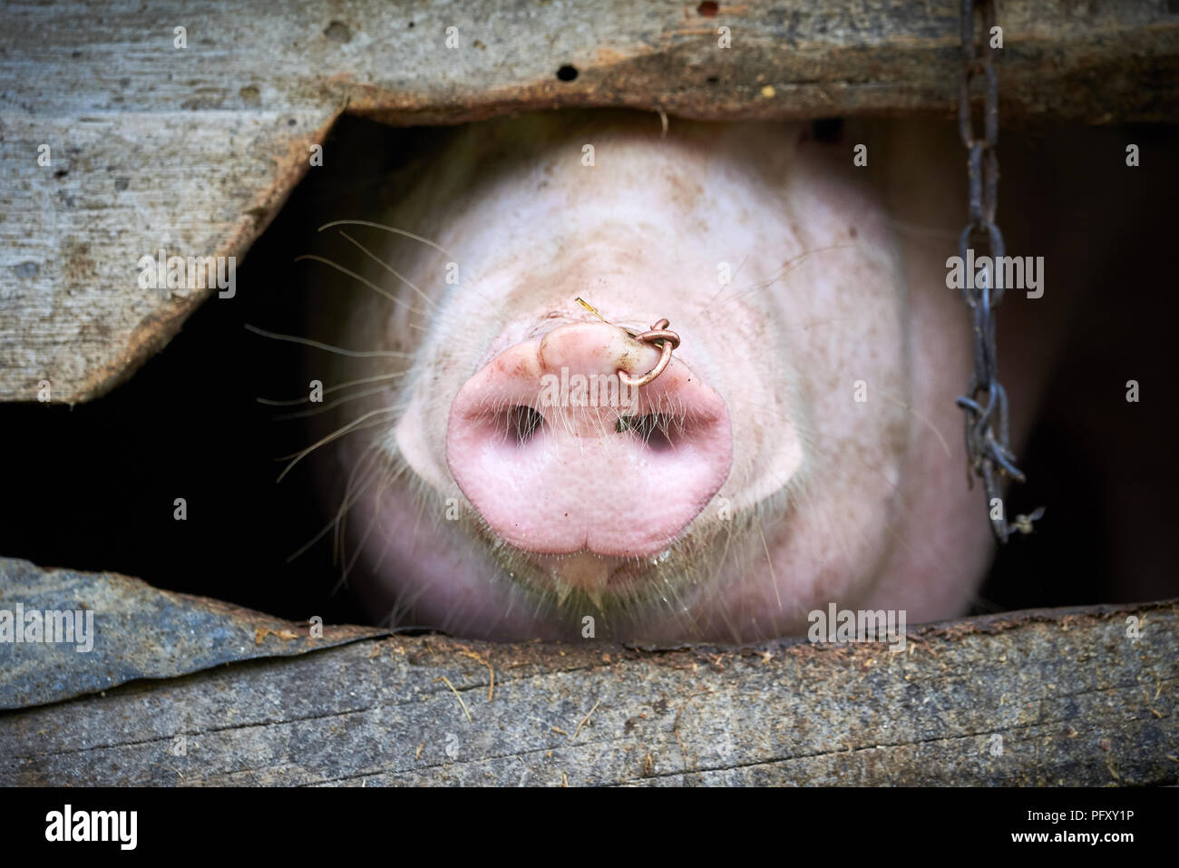 Domestic pig snout Stock Photo