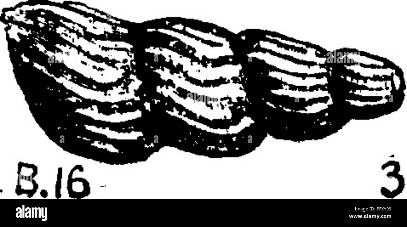 . A dictionary of the fossils of Pennsylvania and neighboring states named in the reports and catalogues of the survey ... Paleontology. 361 LOXON.. Clk.8.16 Loxonema noe. Clarke, Bull. 16, U. S. G. S. 1885, p. 55, vine 10 pl- 3, fig. 10, magnified S times; found in concretions and soft underlying beds, Briggs Gully and Parrish Gully, Ontario Co., N. Y- The only species of the genus in the Naples ( TJ. Genesee) formation, and quite distant from the Loxonemas of the Hamilton strata below, and the Chemung strata above; larger and fewer ribs.— VIII e, Loxonema obtusum, Hall. Pal. N. Y., Vol. 3, 1 Stock Photo