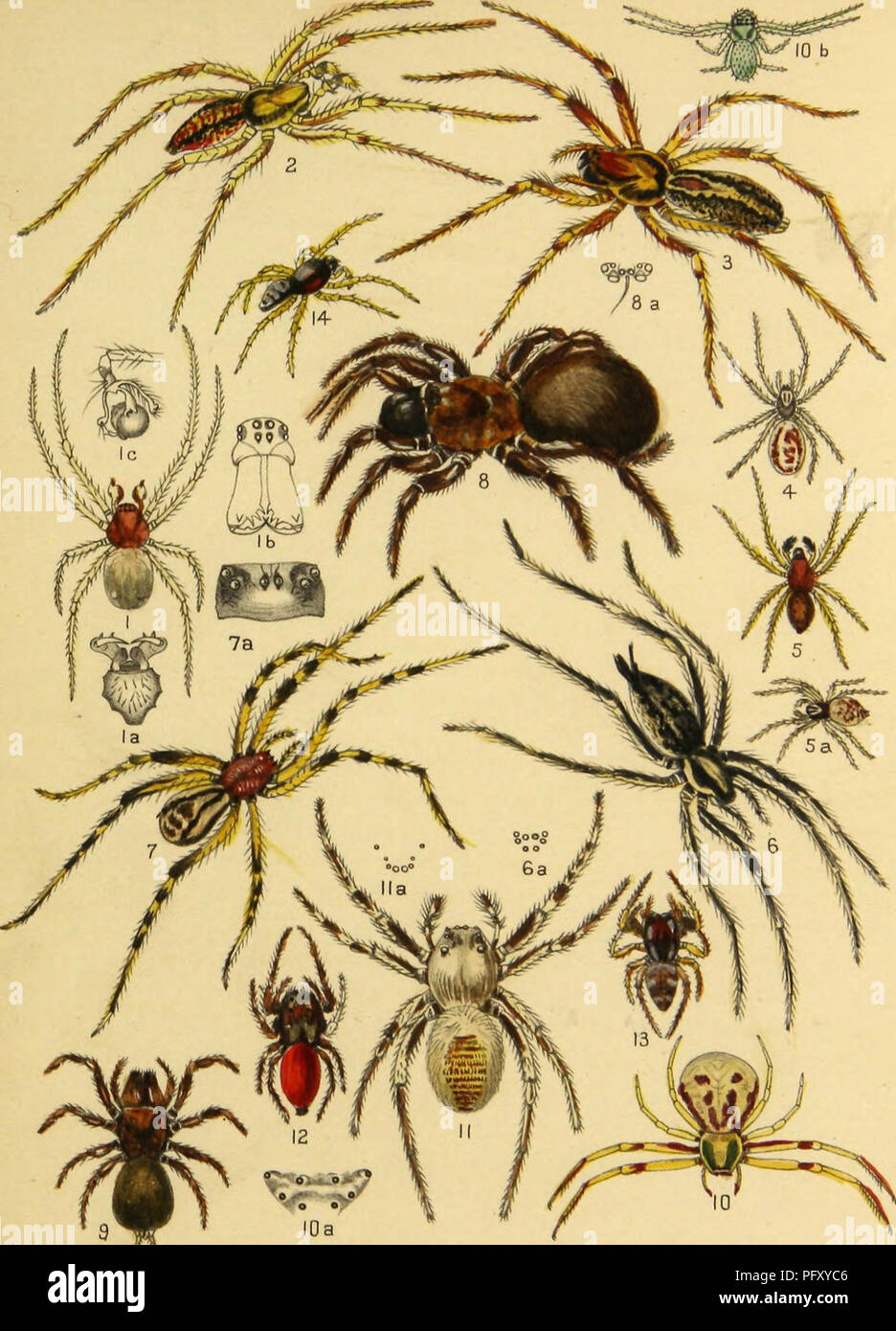 . American spiders and their spinning work. A natural history of the orbweaving spiders of the United States, with special regard to their industry and habits. Spiders. Vol. Ill American Spiders. PLATE XXIX.. I.Theridium Faxi. 2.3. Agalena curta. 4,5. Dictyna philoteichous. 6, Agalena naevia. 7, Segestria canities. 8,Cteni2aCalifomica. 9. Atypus Abboti. IO,Misumena vatia. II, Phidippus opifex. 12, P. Johnsoni. l3,Zygoballus bettini. l4,Astia vittata.. Please note that these images are extracted from scanned page images that may have been digitally enhanced for readability - coloration and appe Stock Photo