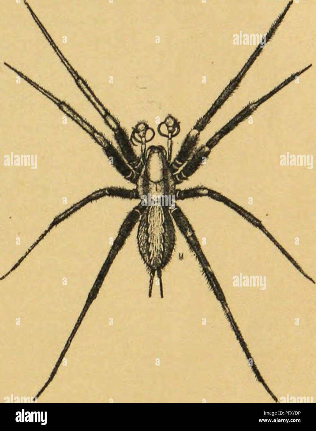 . American spiders and their spinning work. A natural history of the orbweaving spiders of the United States, with special regard to their industry and habits. Spiders. GENERAL CLASSIFICATION AND STRUCTURE. 23 Palps. rotary motion upon the fore part of the sternum, moving toward and against each other, thus crushing the interposed prey. The palps (ps) or palpi arc two organs inserted into the free end of the maxillae, of which they are an organic part.^ Each palp has five joints of various lengths named in order from the maxilla, (1) axillary, ax, (2) humeral, hu, (3) cubital, cu, (4) radial,  Stock Photo