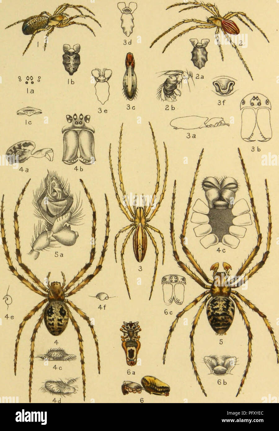 . American spiders and their spinning work. A natural history of the orbweaving spiders of the United States, with special regard to their industry and habits. Spiders. Vol. III. American Spiders. PLATE XXII.. ,2, Larinia. borealis. 3. Drexefia directa. 4,5, Meta Menardi. 6.Epeira nephflaides.. Please note that these images are extracted from scanned page images that may have been digitally enhanced for readability - coloration and appearance of these illustrations may not perfectly resemble the original work.. McCook, Henry C. (Henry Christopher), 1837-1911. [Philadelphia] The Author, Academy Stock Photo