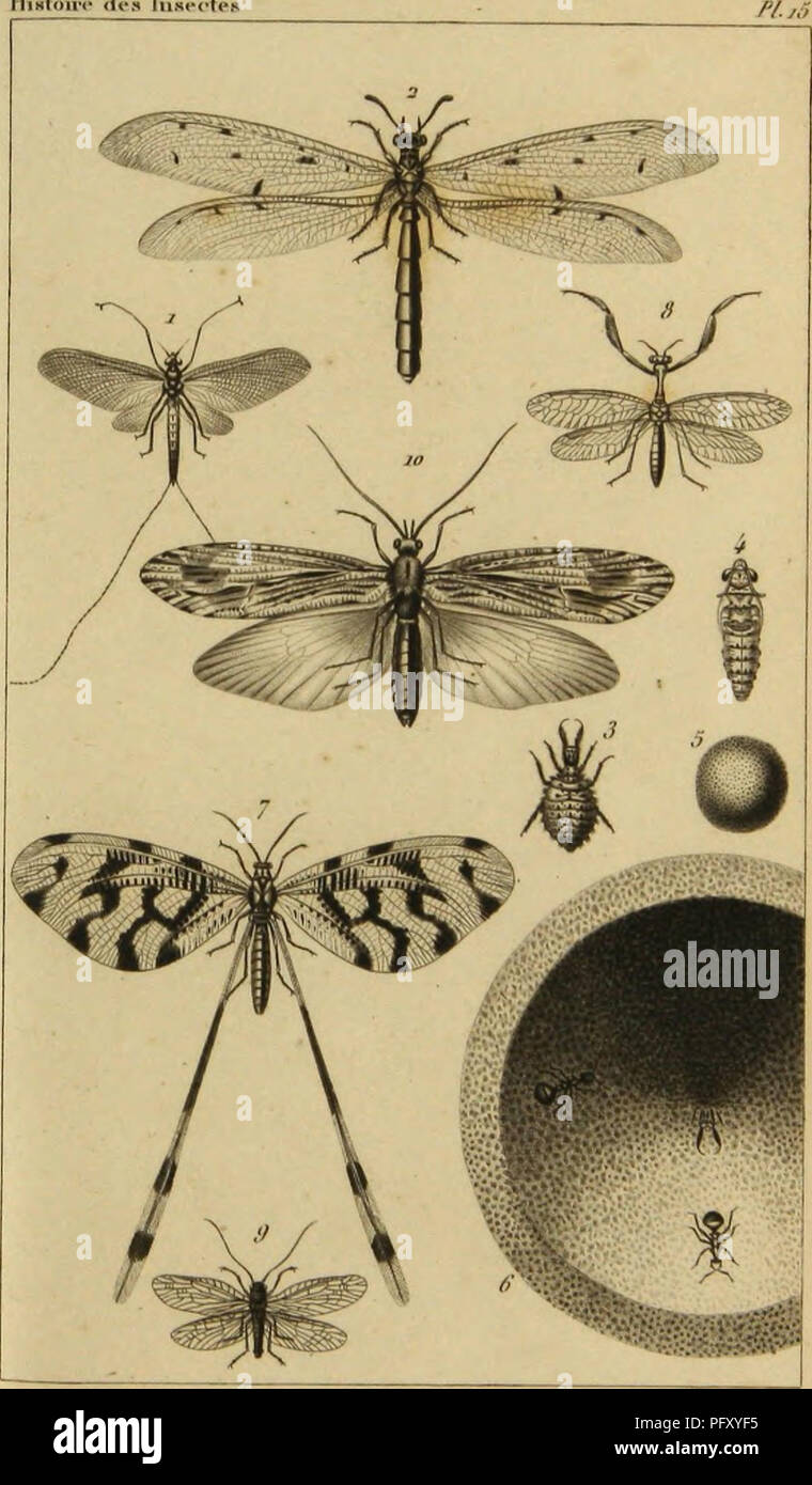 This work discusses the habits and metamorphoses of insects, focusing ...