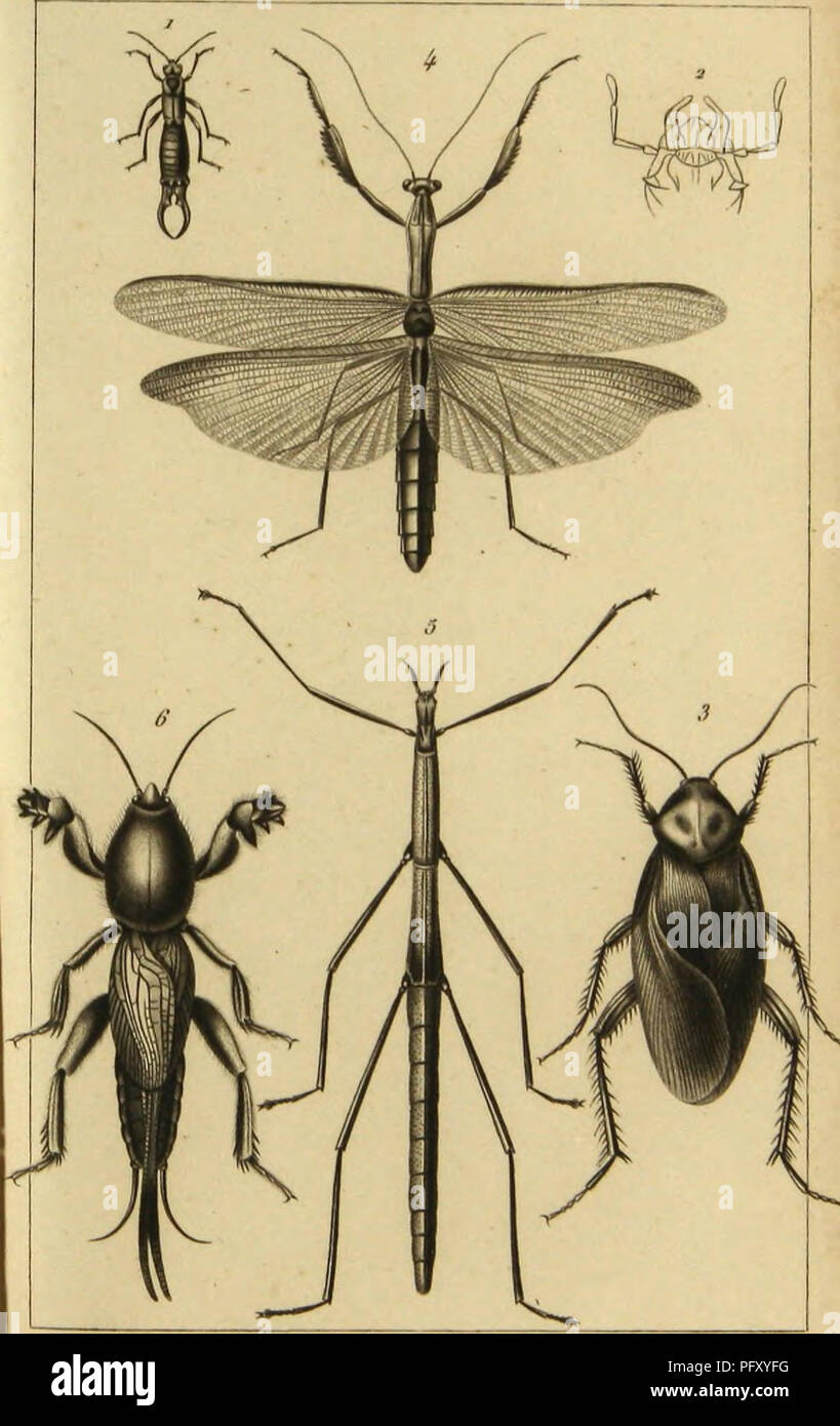 Insect Journal This work on insects provides insights into their behaviors ...
