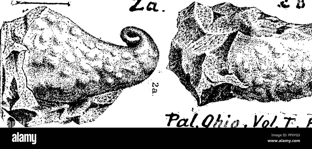. A dictionary of the fossils of Pennsylvania and neighboring states named in the reports and catalogues of the survey ... Paleontology. i^n Platyceras acutirostre. (Capulus acutirostris^ Hall,Trans. Alb. Inst. Vol. 4, 1856, Iowa Rt. 1859, pi. 23, fig. 14. Whitfield, Bull. 3, Amer. Mus. 1882, pi. 8, figs. 13,15,) Collett's Indiana Rt. L,,^§ 1882, p. 370, pi. 31, figs. 13,15. f:^ .... -^j Subcarboniferous forma- tions at Spergen Hill, etc. In- diana.—Recognized, doubtfully, by Heilprin among the an- thracite black shale fossils of the Wilkes-Barre neighborhood, owned by the Wyoming Hist. Soc. S Stock Photo