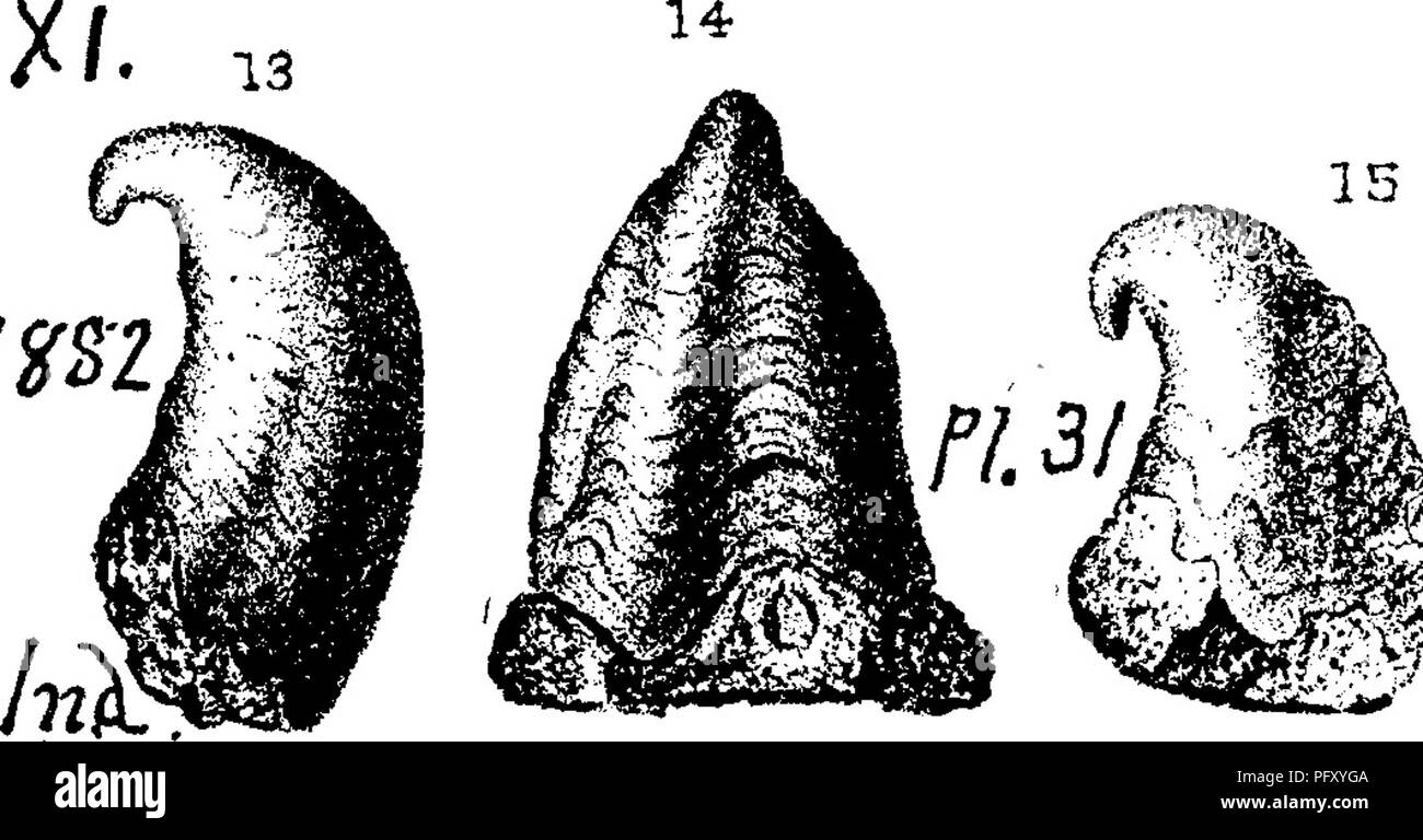 . A dictionary of the fossils of Pennsylvania and neighboring states named in the reports and catalogues of the survey ... Paleontology. Platyc. 664. i^n Platyceras acutirostre. (Capulus acutirostris^ Hall,Trans. Alb. Inst. Vol. 4, 1856, Iowa Rt. 1859, pi. 23, fig. 14. Whitfield, Bull. 3, Amer. Mus. 1882, pi. 8, figs. 13,15,) Collett's Indiana Rt. L,,^§ 1882, p. 370, pi. 31, figs. 13,15. f:^ .... -^j Subcarboniferous forma- tions at Spergen Hill, etc. In- diana.—Recognized, doubtfully, by Heilprin among the an- thracite black shale fossils of the Wilkes-Barre neighborhood, owned by the Wyoming Stock Photo
