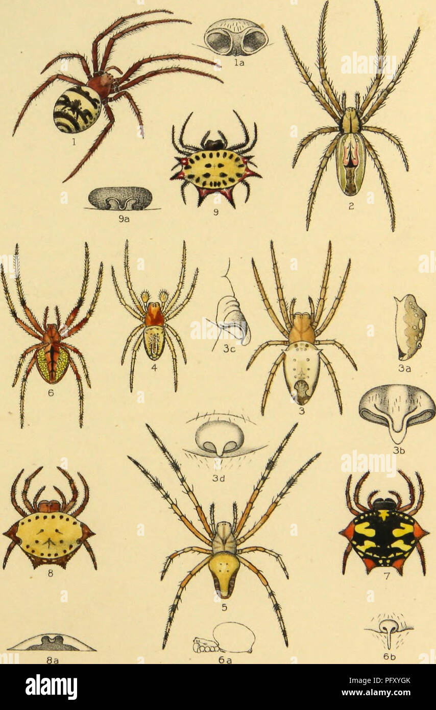 American spiders and their spinning work. A natural history of the