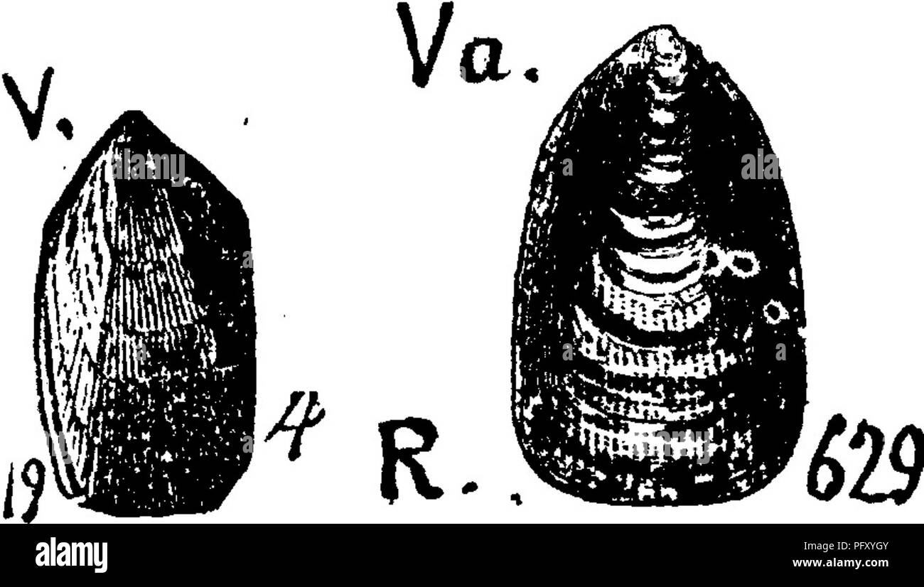 . A dictionary of the fossils of Pennsylvania and neighboring states named in the reports and catalogues of the survey ... Paleontology. Lingula oblata, Hall. Keport on Fourth district of New V .^^ York, page 76, fig. 18, 8. Clinton. Shell wide; sur- face covered with concentric lines or slight folds, stronger at the margins; whole surface finely striated. Ig *— ^ These two series of lines distinguish it from the al- lied Lingula perplexa.— V a. Lingula oblonga (dintoni). Hall, 1843, p. 77, fig. 19, 4. Vanuxem, page 79, fig. 11, 4. Rogers, p. 823, fig. 629. Hall, plate fig. 9, 4. (Conrad An. R Stock Photo