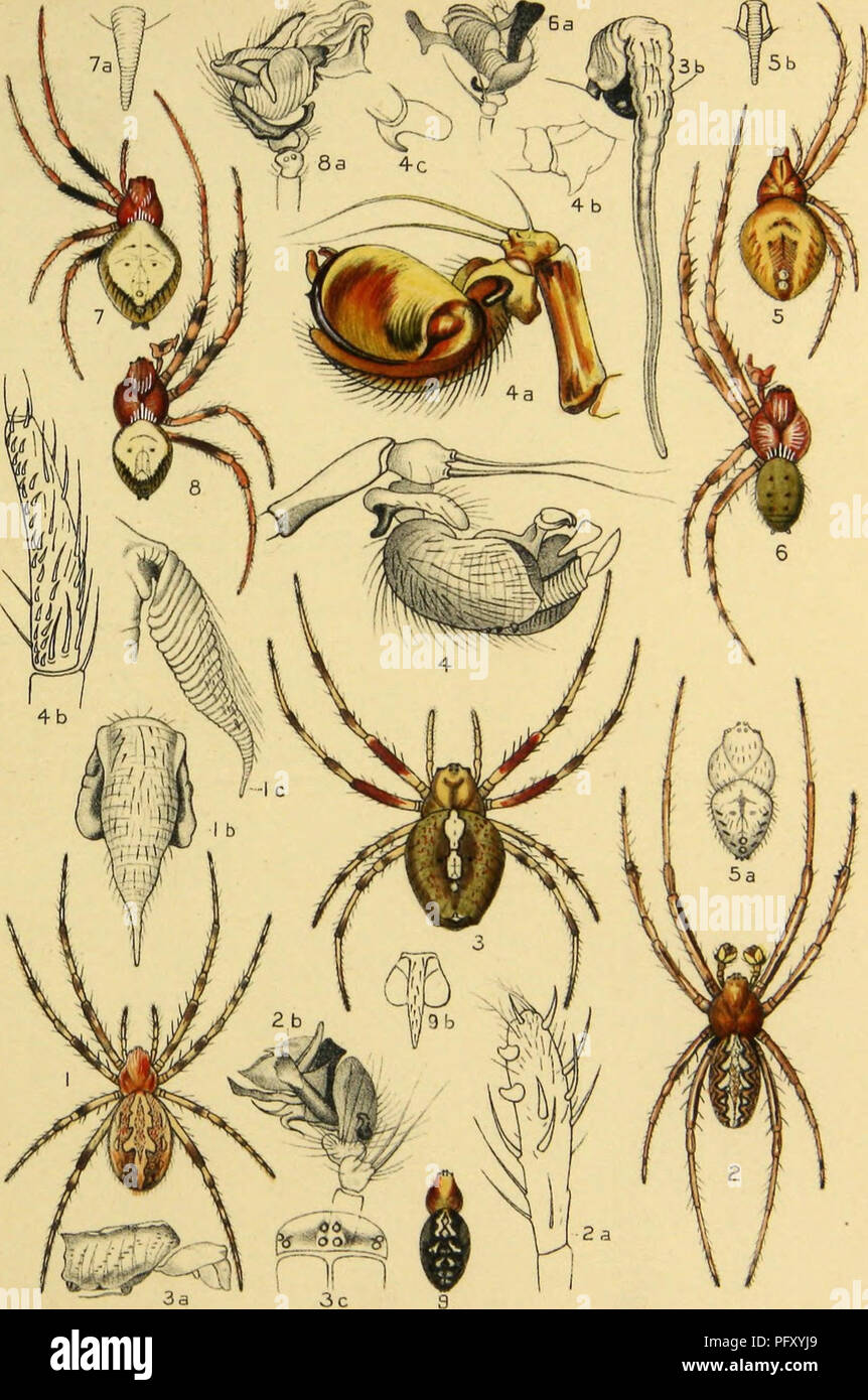 Unistnata hi-res stock photography and images - Alamy
