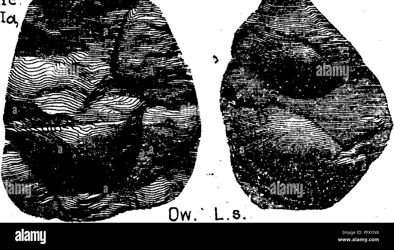 . A dictionary of the fossils of Pennsylvania and neighboring states named in the reports and catalogues of the survey ... Paleontology. Lepi. 328 Pal. Ve^. Vol. 2, plate 62.) Oollett's Indiana Rt. 1883, page 83, plate 16, figs. 6, 7, showing seed cases (sporanges) which when found separate have been sometimes mistaken for and described as fruit {Garpolithes.) GoWeii.—Anthracite Goal leds at Wilkesbarre, Pa.; small fragments in the Mazon creek nodules, 111.; best specimens yet found are from Kittannihg Coal bed roof shales at Cannelton, Pa. Lesq.—XIIL Lepidostrolus variabilis. See L. hastatus. Stock Photo