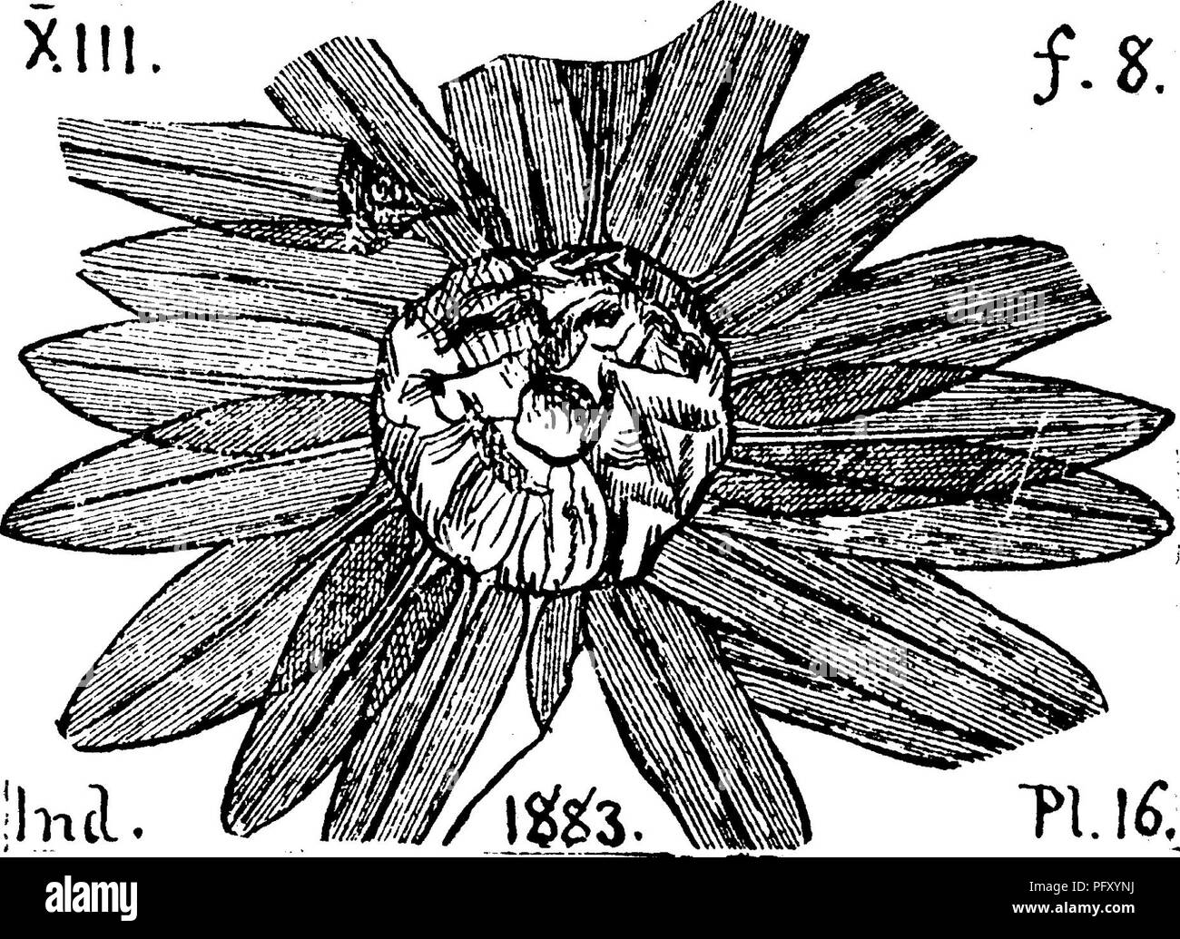 A dictionary of the fossils of Pennsylvania and neighboring states named in  the reports and catalogues of the survey  Paleontology. fig. 67, showing  a group of fragments assigned (where found