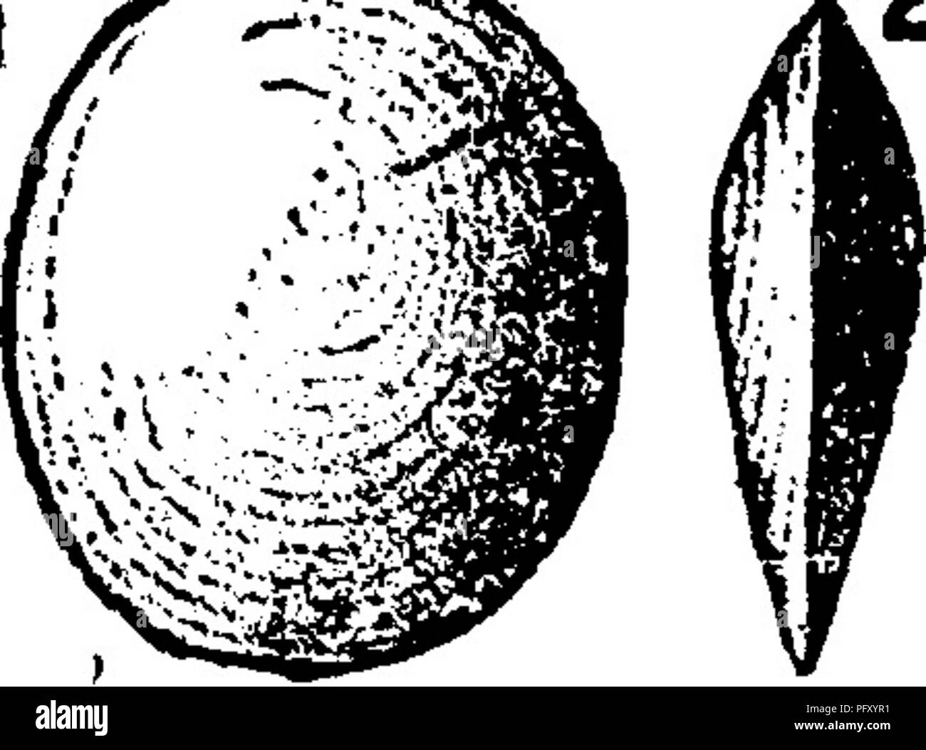 . A dictionary of the fossils of Pennsylvania and neighboring states named in the reports and catalogues of the survey ... Paleontology. 637 Pholid. this is always arguing in a circle. J. P. L.]—Hudson river shale at Cincinnati, O.—III}), Pholidops hamiltonensis, (Hamiltonice, Hall, 1860, leSth 6 , An. Kt. Pal. N. Y. IV. p. 32, pi. 3, fig. 6. Hamil- ton.) Olaypole's specimen 11,705 (5-66) from Barnett's Mill, Perry Co., Pa. Hamilton upper shales. VIII c. Pholidops oblata, Hall. Pal. N. Y. Vol. 4. p. 414, pi. 3, fig. 10 (given with the figure of P. arenaria above). Hamil- ton shales^ OnondL2ig2 Stock Photo
