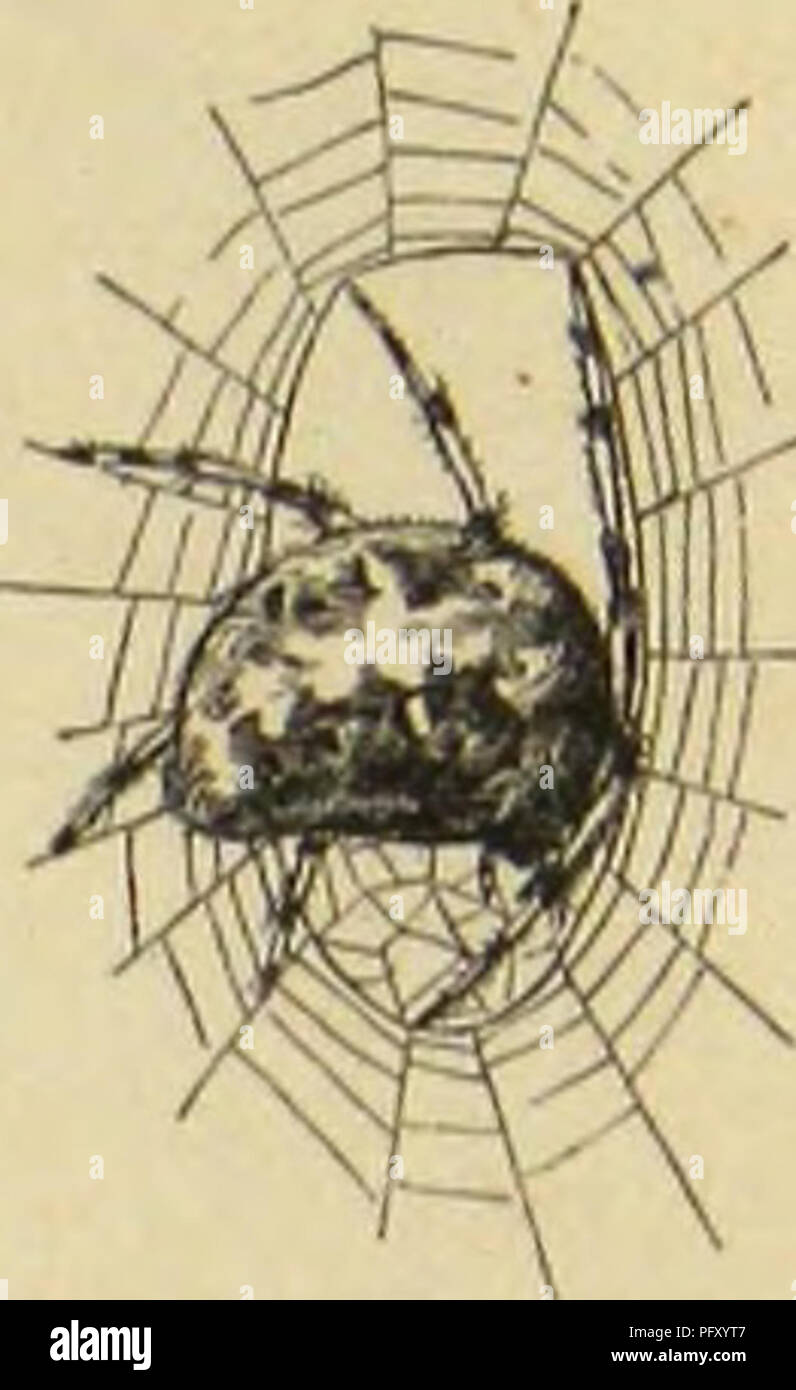 Geometric spider patterns hi-res stock photography and images - Alamy