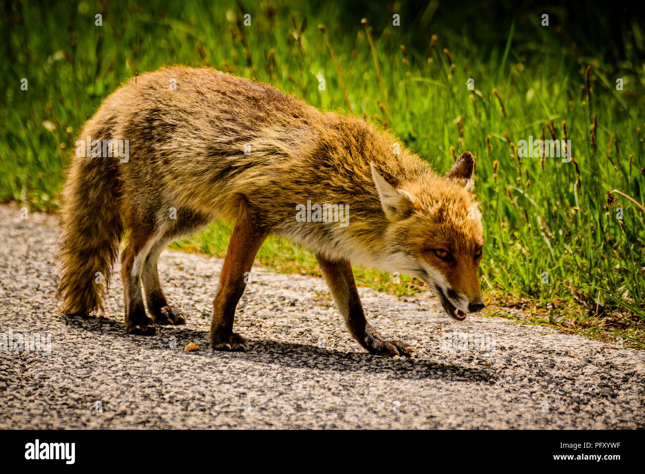 Smart animal hires stock photography and images Alamy