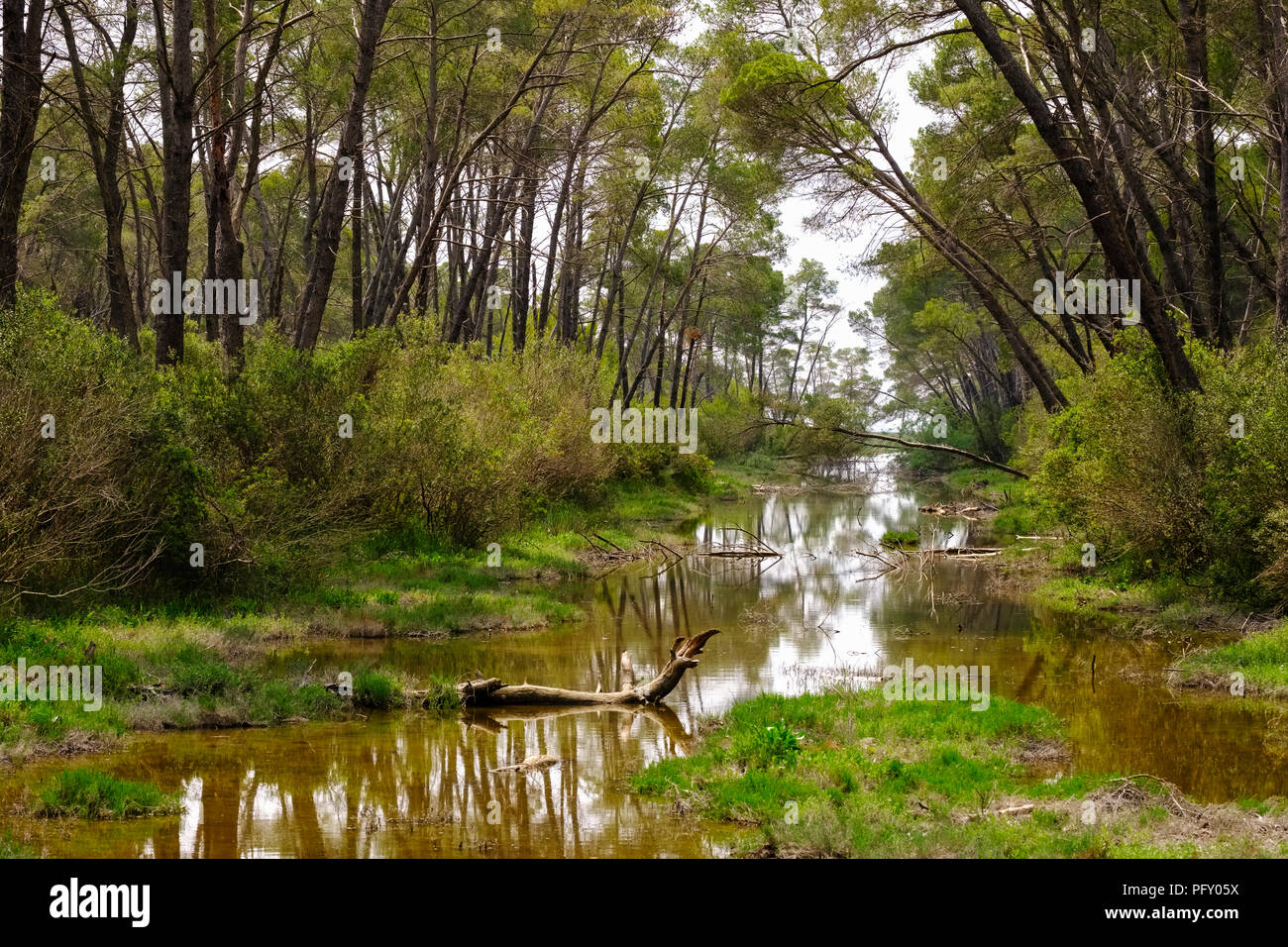 Pine forest, Karavasta Lagoon, Divjaka-Karavasta National Park, Qarra Fier, Albania Stock Photo