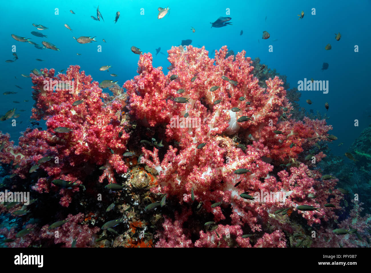 Klunzinger's Soft Corals (Dendronephthya klunzingeri), on reef top, various Damselfish (Pomacentridae), Daymaniyat Islands Stock Photo