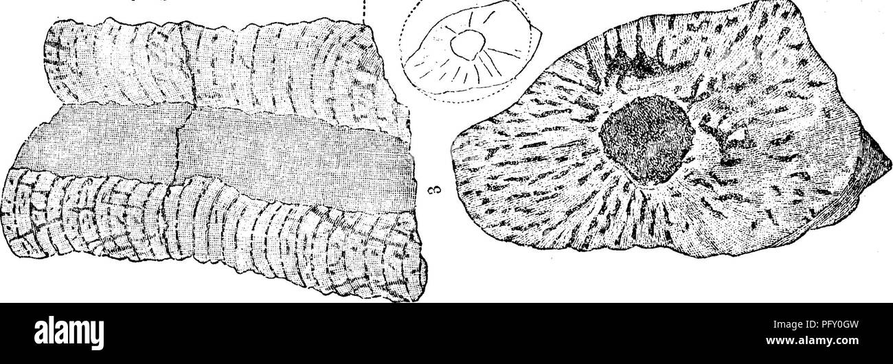 . A dictionary of the fossils of Pennsylvania and neighboring states named in the reports and catalogues of the survey ... Paleontology. . Please note that these images are extracted from scanned page images that may have been digitally enhanced for readability - coloration and appearance of these illustrations may not perfectly resemble the original work.. Lesley, J. P. (J. Peter), 1819-1903; Pennsylvania. Board of Commissioners for the Second Geological Survey. Harrisburg, Board of Commissioners for the Geological Survey Stock Photo