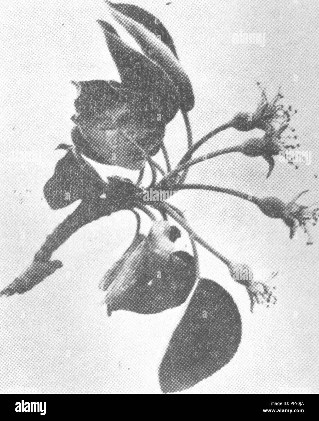 . The encyclopedia of practical horticulture; a reference system of commercial horticulture, covering the practical and scientific phases of horticulture, with special reference to fruits and vegetables;. Gardening; Fruit-culture; Vegetable gardening. Fig. 2. Showing Blossom Cluster Just After Petals Have Fallen. This is the time for the most important spraying for codling moth. Thoroughness of application at this time is absolutely essential. (Purdue Experiment Station) Potato growers are advised to pay par- ticular attention to the matter of pre- venting Rhizoctonia infection on pota- toes.  Stock Photo