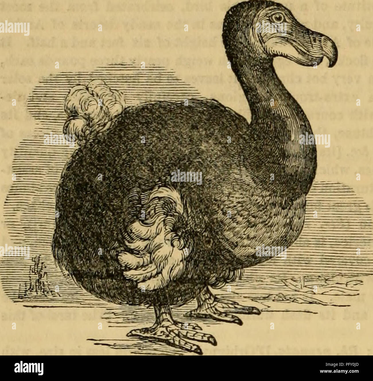Cuvier's animal kingdom : arranged according to its organization. Animals. 234 AVES. in New Zealand, where some bones of it have been found, and a tradition of its destruction is preserved Cuvier's animal kingdom : arranged according to its organization. Animals. 234 AVES. in New Zealand, where some bones of it have been found, and a tradition of its destruction is preserved