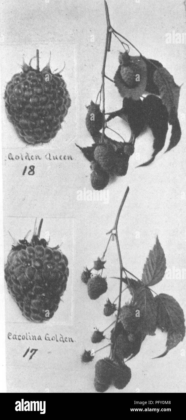 Intercropping vegetables Black and White Stock Photos & Images - Alamy