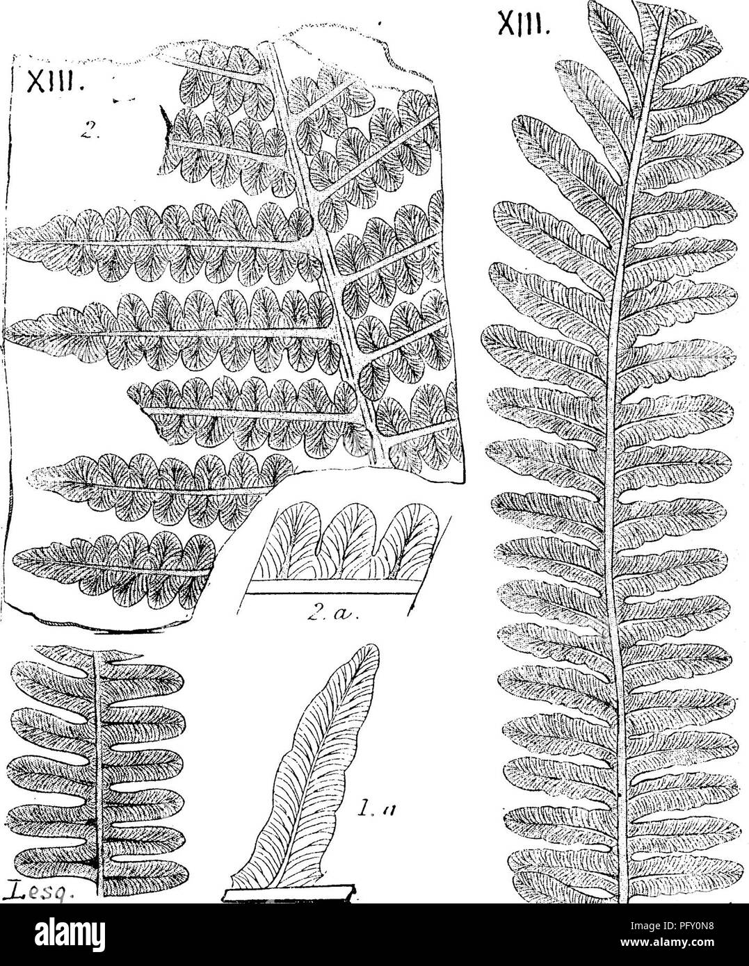 . A dictionary of the fossils of Pennsylvania and neighboring states named in the reports and catalogues of the survey ... Paleontology. 13 Alet. Alethopteris pennsylvanica. Lesquereux, Coal Flora, p. • XIII.. PI 11 181; Bost. Jour. S. N. H. Vol. 6,p. 423 ; Geol. Pa. 1858, p. 864, pi. XI, figs. 1,2; Geol. Rt. 111. IV.; Schimper, I., 562. Has the general look of A, lielencB ; and Schimper compares it with A. grandmi of Brogniart. Lesquereux found it in the Salem anthracite bed at Pottsville, Pa.; in M. Lacoe's collection at Pittston, Pa , labeled Maitby. Pa.; and one poor fragment from the Morr Stock Photo