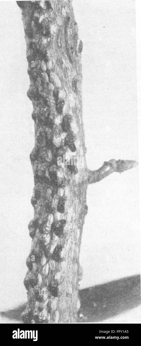 . The encyclopedia of practical horticulture; a reference system of commercial horticulture, covering the practical and scientific phases of horticulture, with special reference to fruits and vegetables;. Gardening; Fruit-culture; Vegetable gardening. PEACH PESTS 1565 â Â».*.v^iai:^iieiÂ«iMs*Â«ft. Fig 1. Terrapin Scale (Eulecanium nigrofas- ciatum). Adult females on twig of peach. (Purdue Experiment Station) central reddish boss. Occasionally indi- viduals are found which are entirely red or black. Food Plants For many years the terrapin scale has been considered a specific enemy of the peach  Stock Photo
