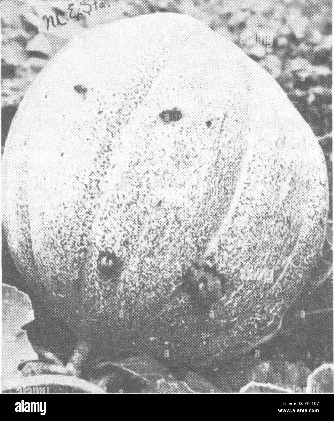 . The encyclopedia of practical horticulture; a reference system of commercial horticulture, covering the practical and scientific phases of horticulture, with special reference to fruits and vegetables;. Gardening; Fruit-culture; Vegetable gardening. 860 ENCYCLOPEDIA OF PRACTICAL HORTICULTURE. Fig. 2. Pickle Worm Injury to Cantaloup. Cocoons The cocoon is a thin, scanty covering of white silken threads, spun by the worm in a fold of some leaf before transform- ing to the pupal stage. They are general- ly found in dead or dying leaves near the ground, or lying on the soil under the in- fested  Stock Photo