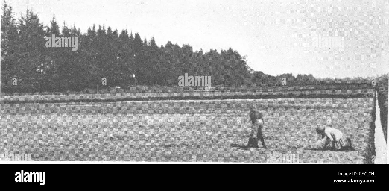 . The encyclopedia of practical horticulture; a reference system of commercial horticulture, covering the practical and scientific phases of horticulture, with special reference to fruits and vegetables;. Gardening; Fruit-culture; Vegetable gardening. CRANBERRY 839 planted, with proper care, it will last for a long time. Bogs are known to be 40 years old. In the last few years there have been many improvements in the methods of building the bogs. It has been proven that by using the best meth- ods the profits have been greatly in- creased. In Wisconsin on three classes of bogs, semi-wild, semi Stock Photo