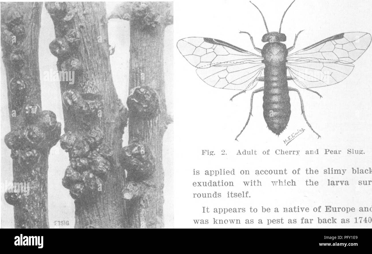 This reference work by H.P. Wilson provides practical and scientific insights into horticulture, with a focus on fruit and vegetable cultivation. It discusses common pests, such as the Cherry Scale and Pear Slug, which affect fruit trees like pears, cherries, and plums. Stock Photo