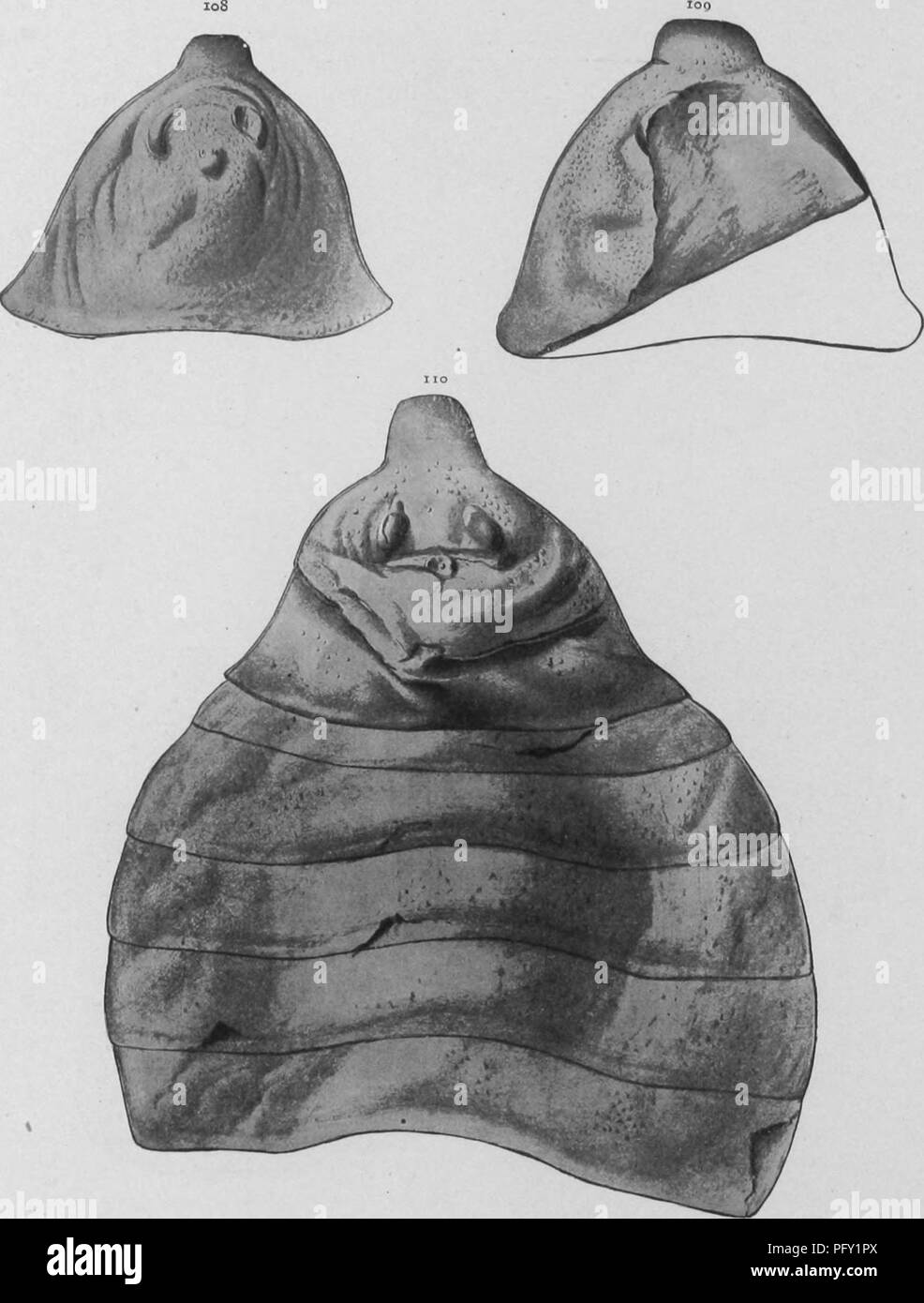 . The Eurypterida of New York. Eurypterida; Paleontology. 422 NEW YORK STATE MUSEUM. Fig. 108-10 Eusarcus vaningeni nov. Pig. 108 Carapace, the frontal process bent down- ward. Holotype. Natural size. Fig. 109 A larger carapace showing the relatively broader frontal tongue, ali?o bent downward. Cotype. Natural size. Fig. no Carapace and nearly complete preabdomen; the frontal process fully extended. Cotype. Natural size. Please note that these images are extracted from scanned page images that may have been digitally enhanced for readability - coloration and appearance of these illustrations m Stock Photo