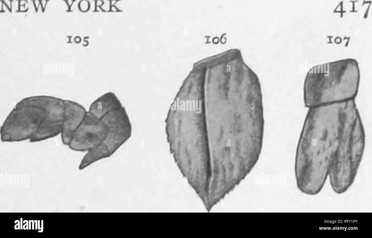 . The Eurypterida of New York. Eurypterida; Paleontology. THE EURYPTERIDA OF NEW YORK los is also attested by telsons, some of which indicate a true Pterygotus [see text fig. 106] while others suggest forms of Eret- topterus [see text fig. 107].' We also fig- ure with these a swimming leg, possibly belonging to this group.. Fig. 105-7 Fragments of Pterygotidae. Fig. 105 Swimming leg. x J. Fig. 106 Telson of a true Pterygotus. Fig. 107 Probably of an Erettopterus. Both x 1 EURYPTERIDS FROM THE SHAWANGUNK GRIT I.'^ PENNSYLVANIA On a previous page [87] reference is made to the occurrence of obscu Stock Photo