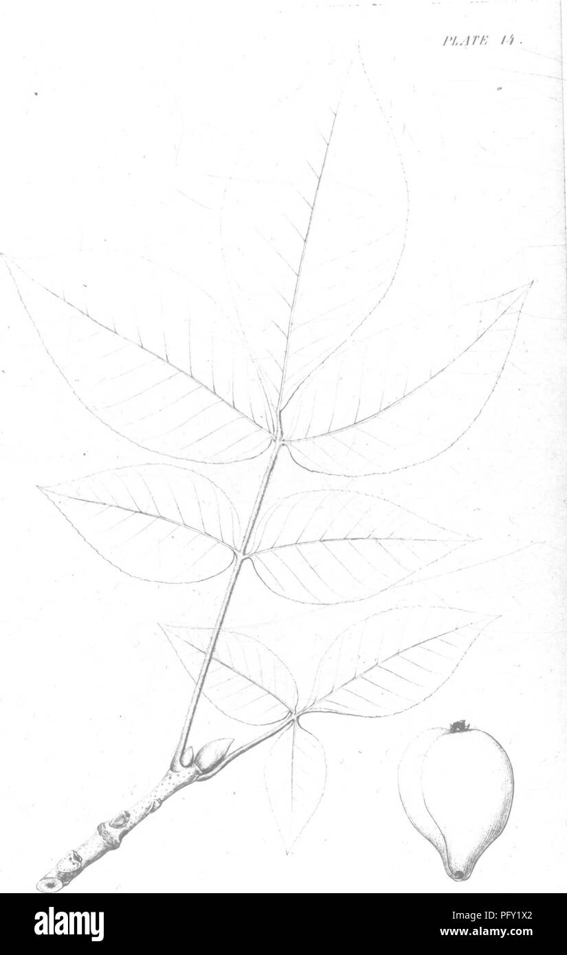 This report presents an extensive survey of the native trees and shrubs ...