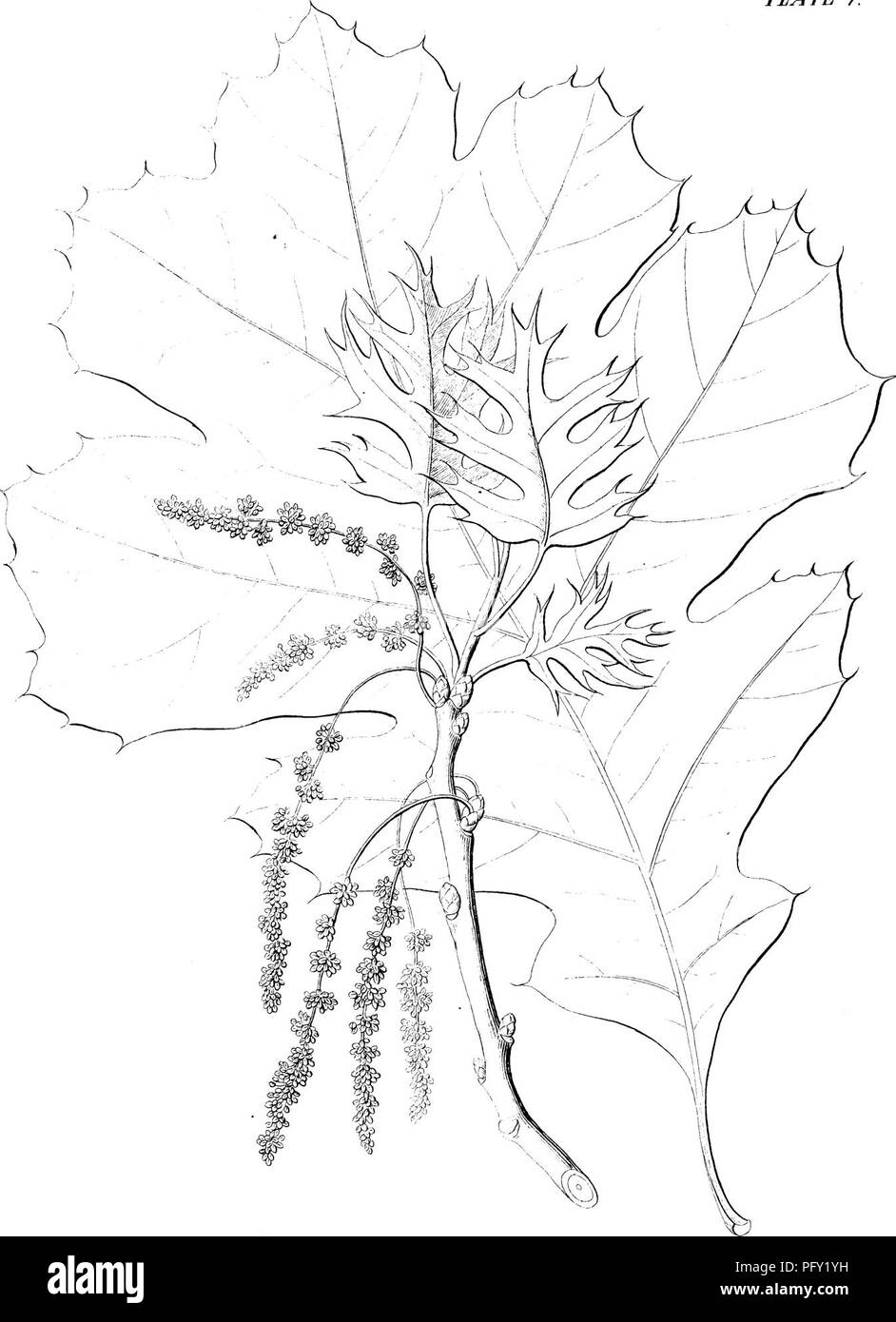 Oak shrub Black and White Stock Photos & Images - Alamy