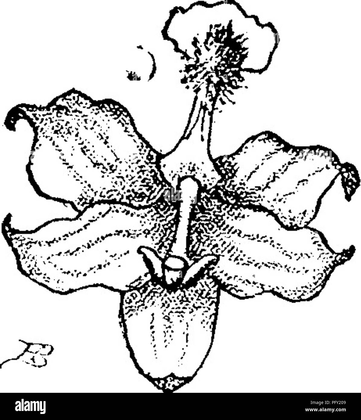 . The orchids of New England; a popular monograph. Orchids. 80 THE ORCHIDS OF NEW ENGLAND. been dotted with water-lilies and spangled along its marshy edge with the leaves of the sun-dew, and here, side by side, grew the objects of our search, Calopogon pulchellus and Po- gonia ophioglossoides, whose harsh, and to me always irritating names, seemed at that time peculiarly inharmonious. These Orchids may be styled inseparable, for there are few extensive bogs that do not afford both; and the more danger- ous the morass, the more untrustworthy the scow you have discovered on the shore of lake or Stock Photo