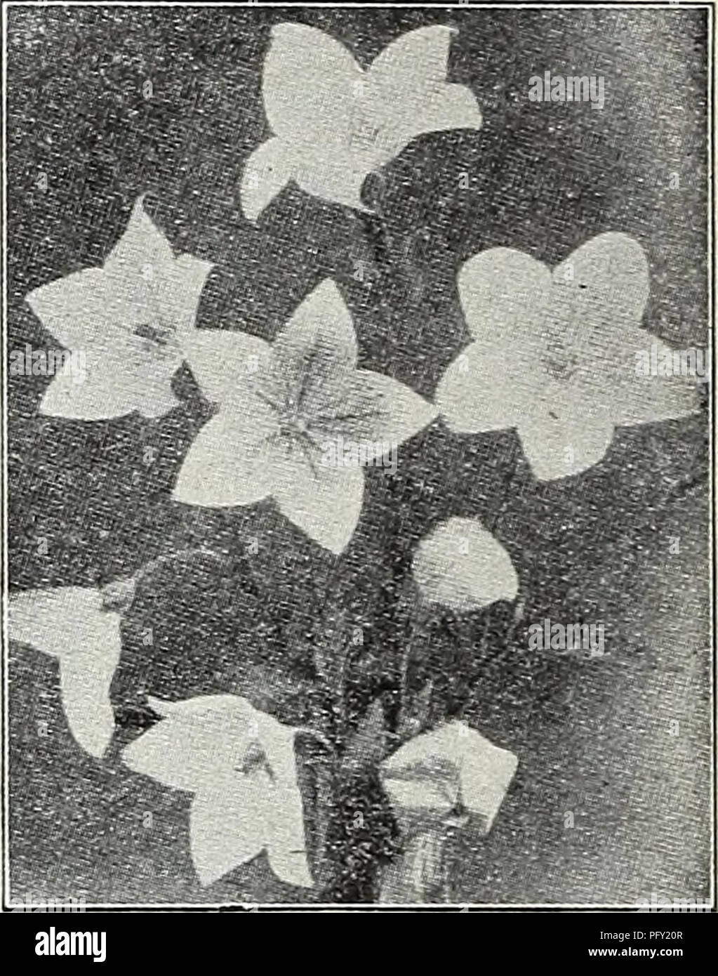 . Currie's garden annual : spring 1931 56th year. Flowers Seeds Catalogs; Bulbs (Plants) Seeds Catalogs; Vegetables Seeds Catalogs; Nurseries (Horticulture) Catalogs; Plants, Ornamental Catalogs; Gardening Equipment and supplies Catalogs. Sedum (Stone Crop) RANUNCULUS (Buttercup) Acris fl. pL—Double golden-yellow flowers. Repens, fl. pL—A creeping variety with golden-yellow flowers. Price, each, 25c; per doz., $2.50. RUDEBECKIA (Cone Flowers) Fulgida—Orange yellow with black Golden Glow—Grows 6 feet high, bear- ing masses of double golden-yellow flowers. Purpurea—Large, reddish-purple flow- er Stock Photo