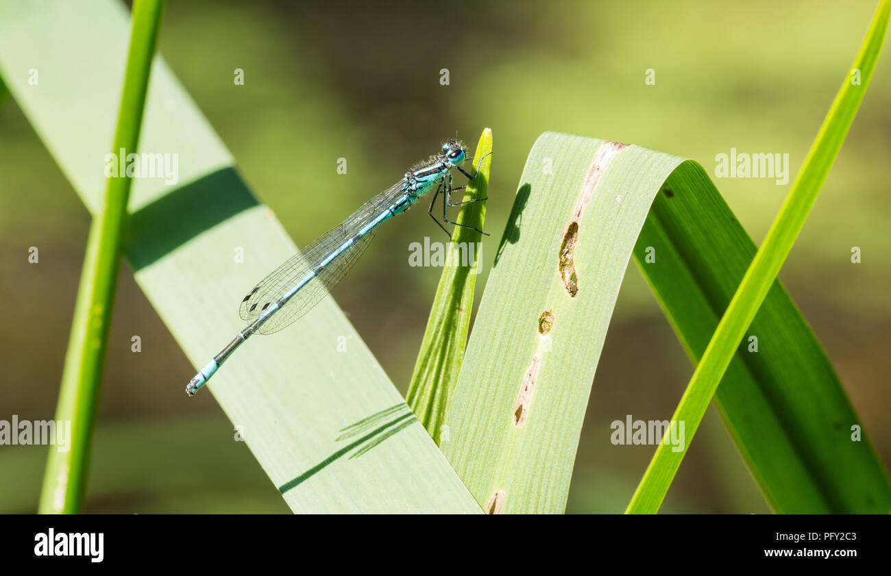 Common Blue Damselfly on grass at the side of a pond Stock Photo - Alamy