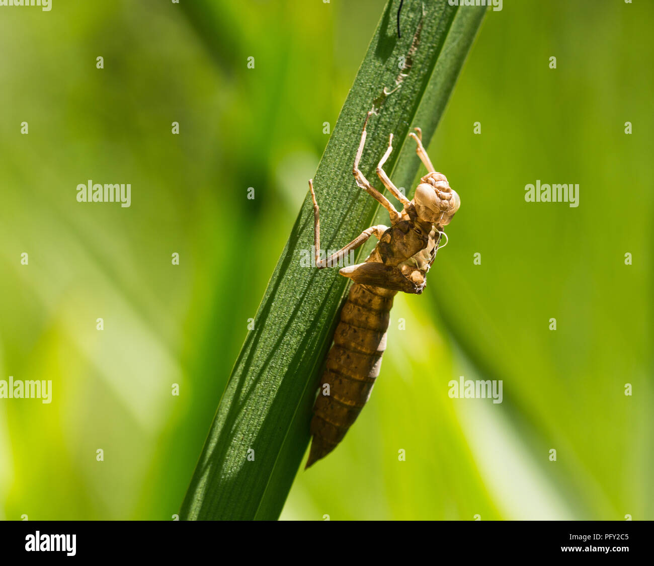 Dragonfly Larvae on grass at the side of the pond Stock Photo