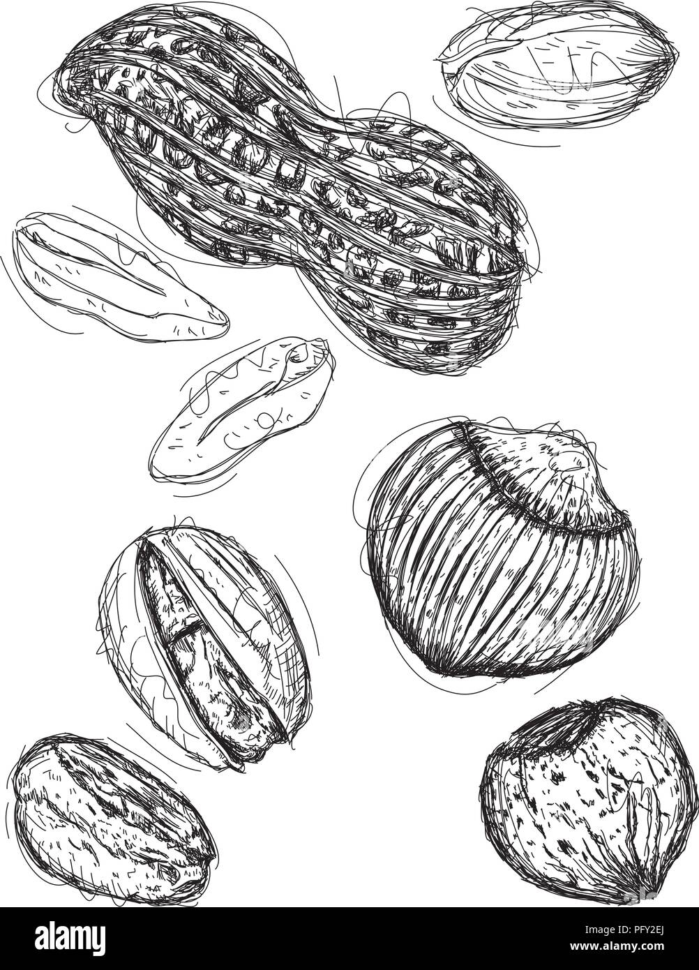 Peanut, pistachio, and chestnut sketches Stock Vector