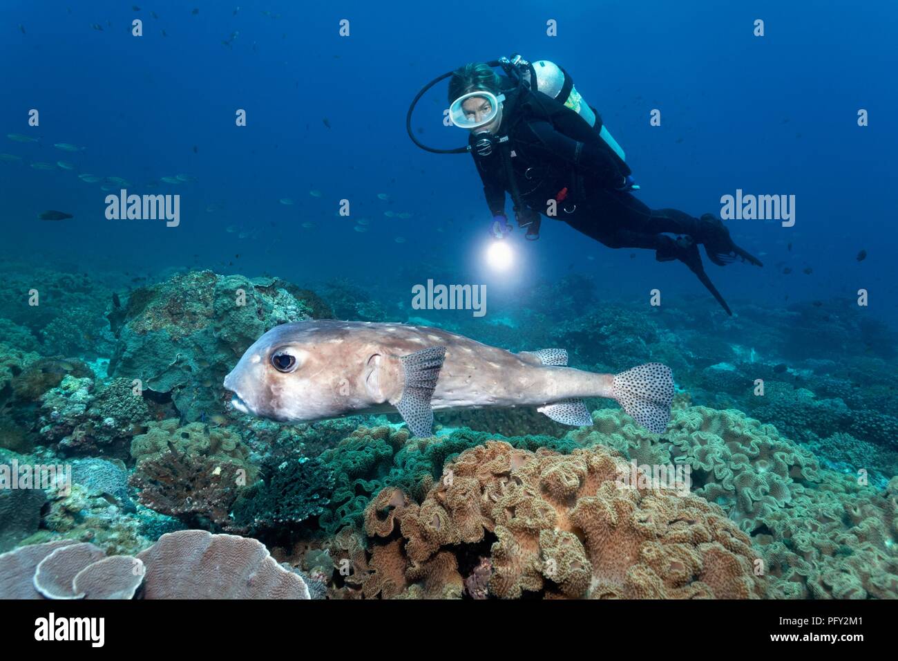 Diver observes spotfin burrfish (Chilomycterus reticulatus) in coral reef, Daymaniyat Islands nature reserve, Khawr Suwasi Stock Photo