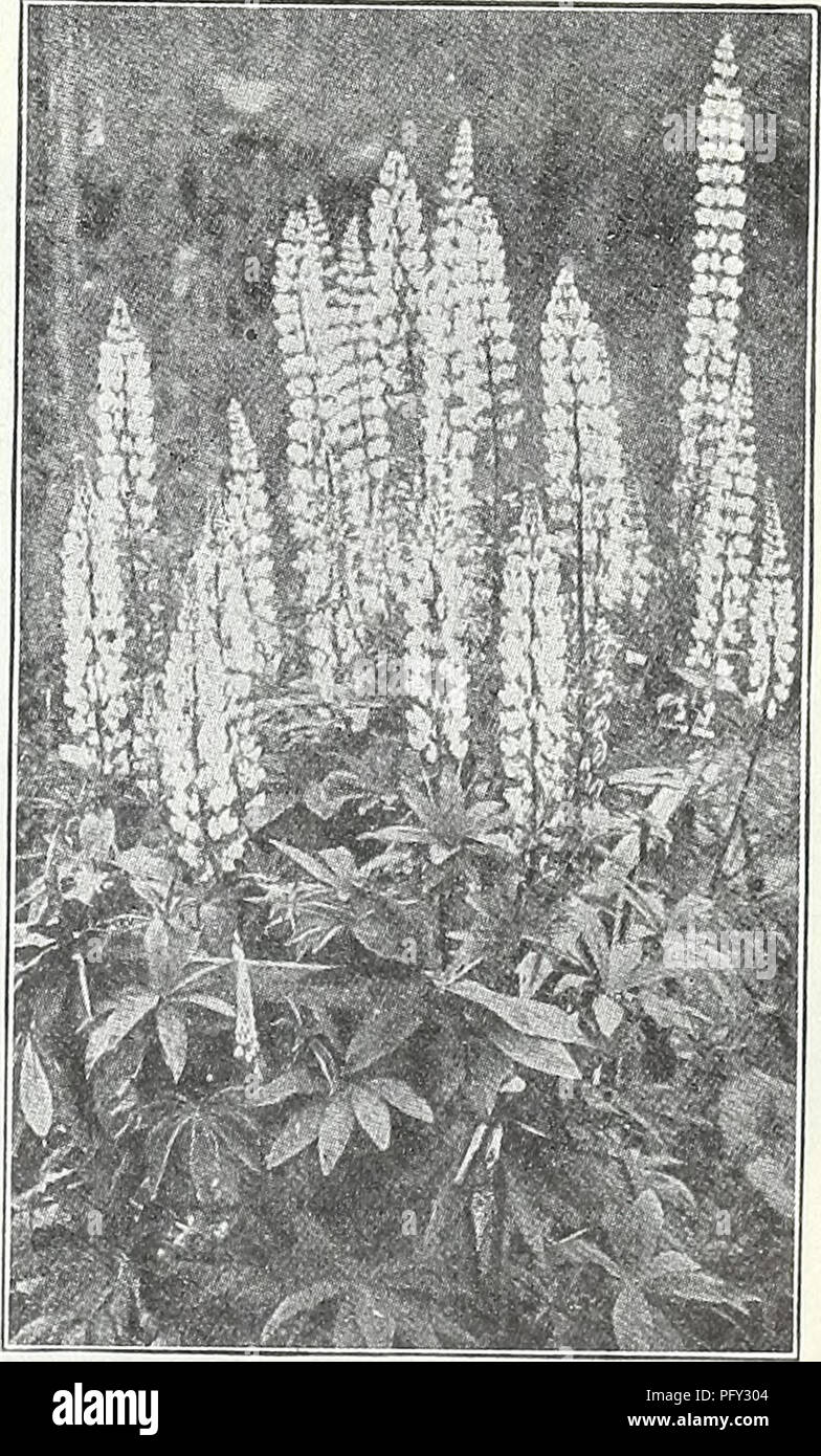 . Currie's garden annual : spring 1934 59th year. Flowers Seeds Catalogs; Bulbs (Plants) Seeds Catalogs; Vegetables Seeds Catalogs; Nurseries (Horticulture) Catalogs; Plants, Ornamental Catalogs; Gardening Equipment and supplies Catalogs. Lavatera Splcndens HARDY ANNUAL LUPINES The Annual Lupines should be sown where intended to flower as they do not transplant well; they are easily grown from seed and are valuable for mixed border beds and for cut flowers. 2 feet. White, blue, pink, mixed colors Pkt. 10c NEW LUPINUS HARTWEGII GIANTS MIXED—A new improved strain of Annual Lupinus. Hartwegii Gia Stock Photo