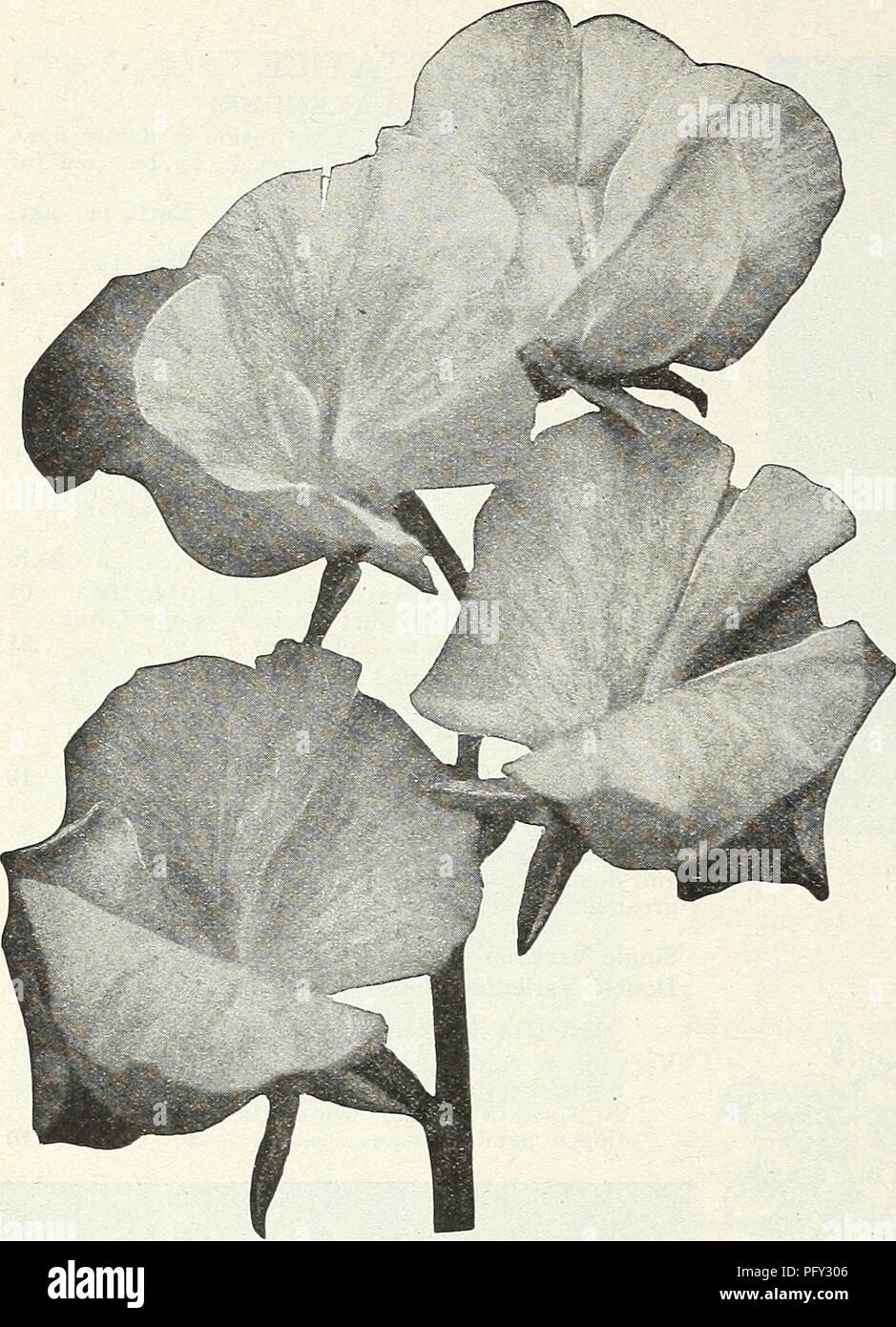 . Currie's garden annual : spring 1931 56th year. Flowers Seeds Catalogs; Bulbs (Plants) Seeds Catalogs; Vegetables Seeds Catalogs; Nurseries (Horticulture) Catalogs; Plants, Ornamental Catalogs; Gardening Equipment and supplies Catalogs. CURRIE BROTHERS CO. MILWAUKEE, WISCONSIN. SWEET PEAS Beautiful, Fragrant, Fashionable HOW TO GROW THEM Sweet Peas should be planted as early in spring as the ground can be worked. Rich loam with an abundance of well rotted manure is an ideal soil. A trench about 6 inches deep should be made, sowing the seed thinly in the bottom, and cover with an inch of soil Stock Photo